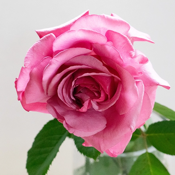 品種名COMING SOON